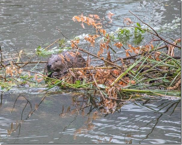 Beaver Lodge Spring 2018